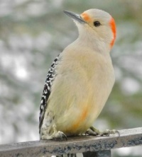 A Flicker,  part of the Woodpecker family