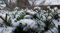 Snow on -- fir? Pine?