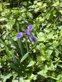 Wild water iris