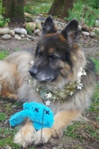 Zeus&newpet3