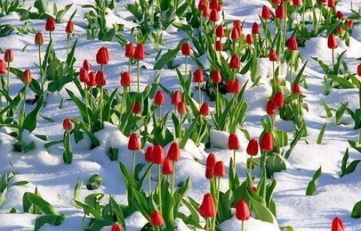 Tulips Struggling in the Snow