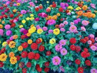 Flower Garden, Point Defiance Park, Tacoma WA