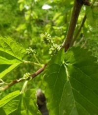 Květy moru&scaron;e