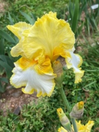 Spuds and Butter Iris