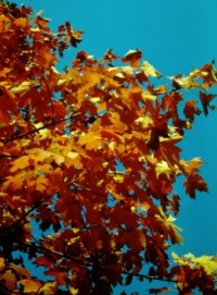 Autumn maple in Kansas