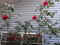 Happy Hibiscus - red double blossoms