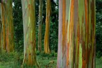 Rainbow Eucalyptus trees in Kailua, Hawaii.