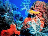 Coral reef Florida Keys