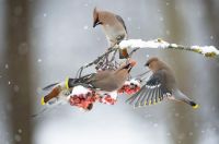 Birds in winter