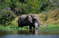 Bull Elephant - drinking before a swim