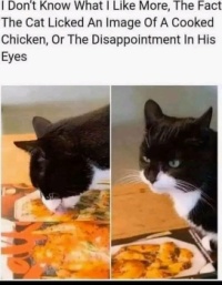 Wobblybear's Fun Stuff (wbfs) - cat does not like this kind of food
