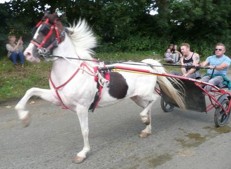 P1040181 (2)horse at Appleby fair