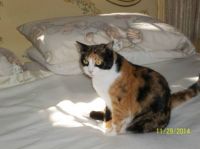 Coco Cherie - Yes the bed is mine for now.   After all I have just captured the sunshine.
