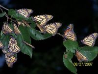 monarchs 12