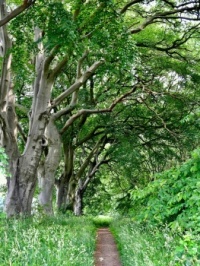 Morning Walk. Red Hall Wood