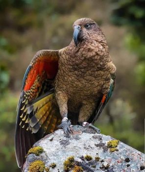 Kea; New Zealand Parrot