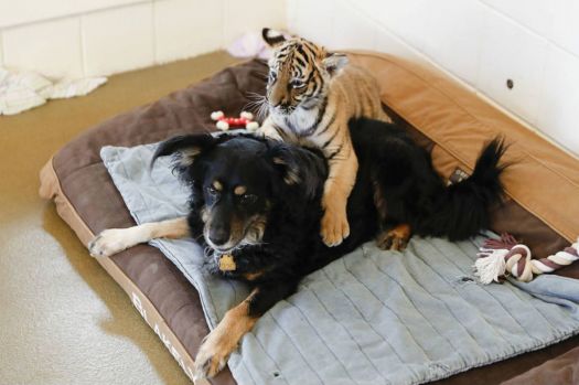 Foster mom Blakely with her adoptive cub