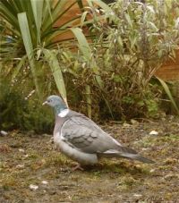 woodpigeon on alert for our cat.
