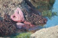 Oregon Tide Pools