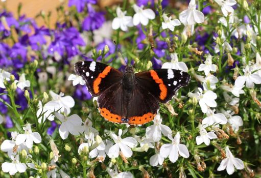 Puzzle Pi Ces Red Admiral Vanessa Atalanta Atalanta Jigidi