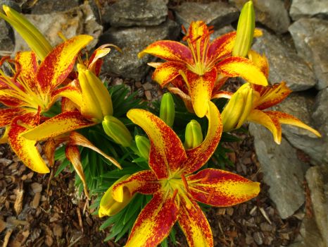 Yellow and Red Lilies