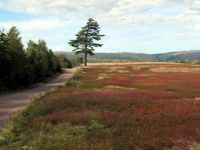 Blueberry field, Economy Falls, Nova Scotia