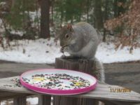 Squirrel Visits for a Meal