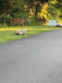 Three more deer