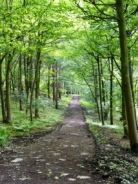 Sugar Hills. Harewood