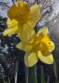 Daffodils 3 in Salt Lake City
