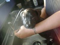 The first time i washed my puppy