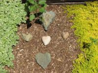 Hearts of Stone from my garden