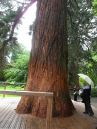 Kmen stromu Sekvoje...  The trunk of the Sequoia tree...