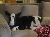 Did You Know There's A Cow on Your Couch?