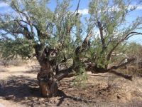 gnarly old ironwood tree