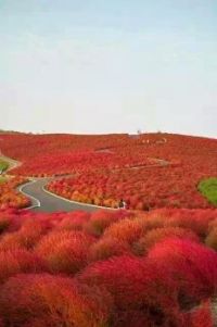 Nippon Autumn