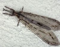 antlion