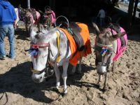 Donkeys on the sands in Blackpool, UK