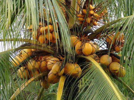 Jigsaw Puzzle | The Golden Coconut! It has the best taste. . . grow ...