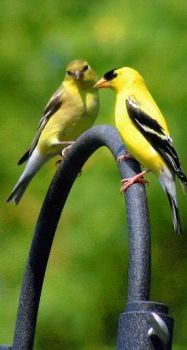 GOLDFINCH