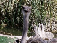 Smiling Ostrich