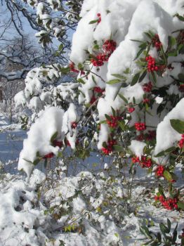holly bush in the snow