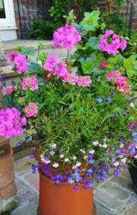 Patio pot 2022