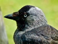 Jackdaw