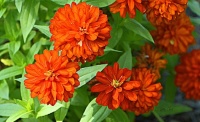 orange  blooms (resizable from 15 - 442 pieces)