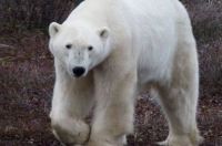 Polar Bear - up close and personal