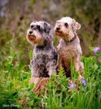 Schnoodle Sisters