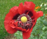 Poppy & Bee