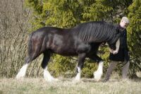 Acorn Tommy, Shire stallion