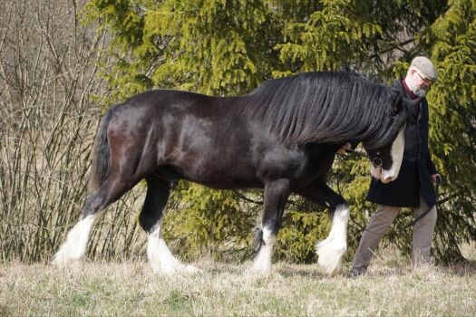 Acorn Tommy, Shire stallion